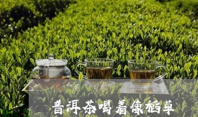 普洱茶喝着像稻草/2023040919492