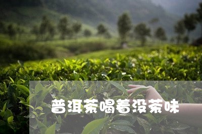 普洱茶喝着没茶味/2023041150483