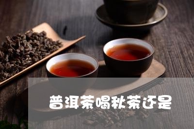 普洱茶喝秋茶还是/2023041110404