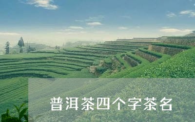 普洱茶四个字茶名/2023033188684