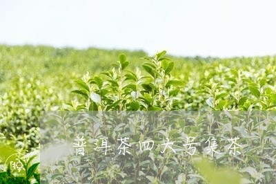 普洱茶四大号集茶/2023041340593