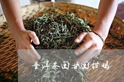 普洱茶回甘回甜吗/2023033140390