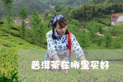 普洱茶在哪里买好/2023031728371