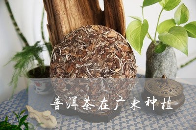 普洱茶在广东种植/2023033050405