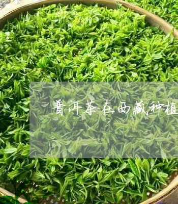 普洱茶在西藏种植/2023033072724