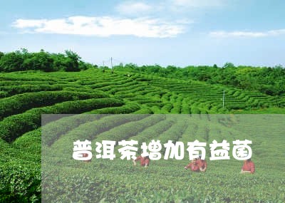 普洱茶增加有益菌/2023033109491