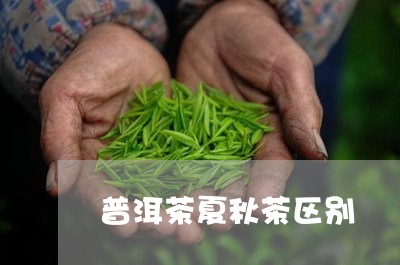 普洱茶夏秋茶区别/2023041159592