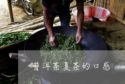 普洱茶夏茶的口感/2023041158572