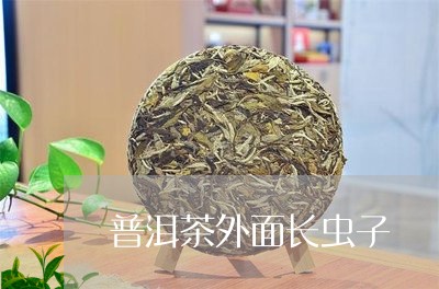 普洱茶外面长虫子/2023041486471