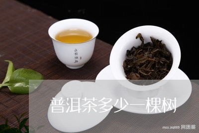 普洱茶多少一棵树/2023041298783