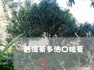 普洱茶多油口粮茶/2023041281792