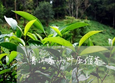 普洱茶大叶压缩茶/2023041160616