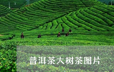 普洱茶大树茶图片/2023041250405