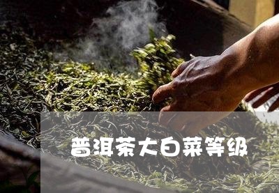 普洱茶大白菜等级/2023041363837