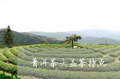 普洱茶大益茶特点/2023041142947