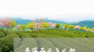 普洱茶天怎么放/2023041328382