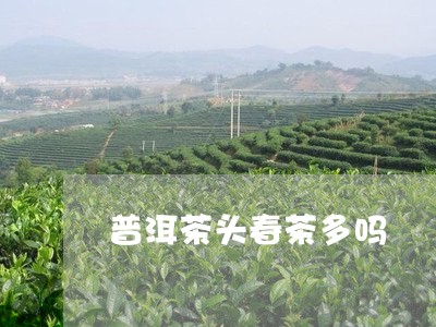 普洱茶头春茶多吗/2023033156281