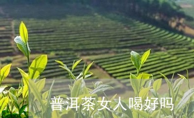 普洱茶女人喝好吗/2023041324158