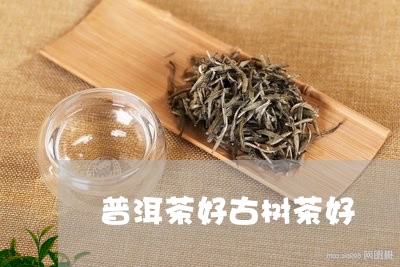 普洱茶好古树茶好/2023041172916