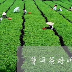 普洱茶好听的叫法/2023041082615