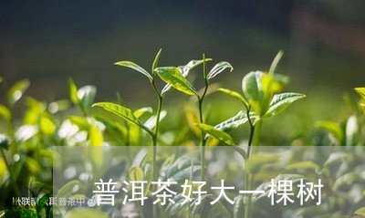 普洱茶好大一棵树/2023033031837