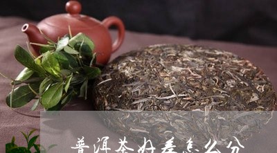 普洱茶好差怎么分/2023040963937