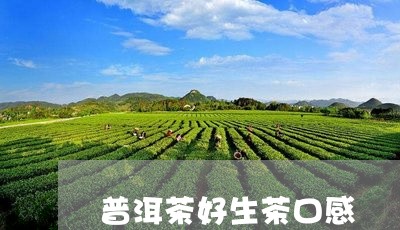 普洱茶好生茶口感/2023041256037