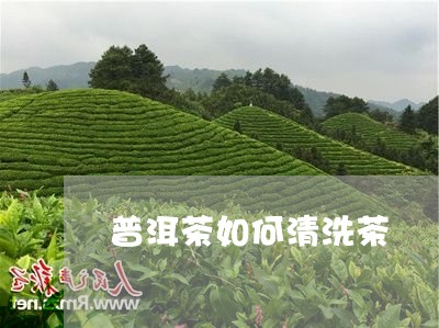 普洱茶如何清洗茶/2023041270374