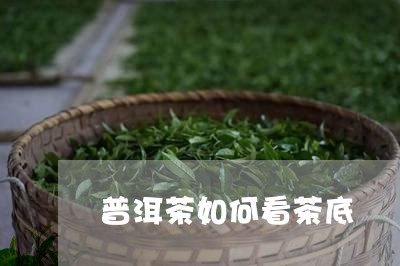 普洱茶如何看茶底/2023041008703