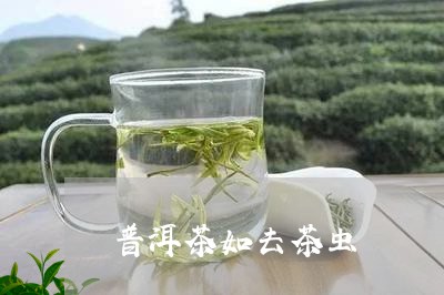 普洱茶如去茶虫/2023031604927