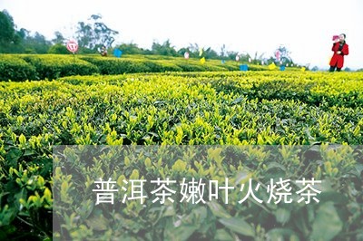 普洱茶嫩叶火烧茶/2023041203171