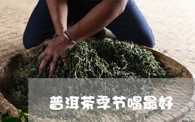 普洱茶季节喝最好/2023040964046