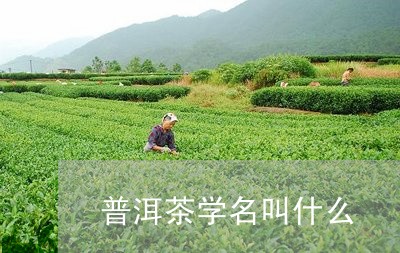 普洱茶学名叫什么/2023040110703