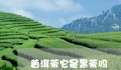 普洱茶它是黑茶吗/2023041194061