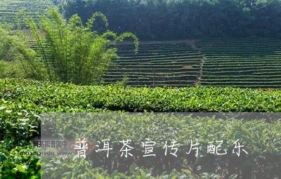 普洱茶宣传片配乐/2023033085049