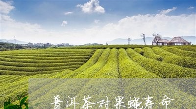 普洱茶对果蝇寿命/2023041015828