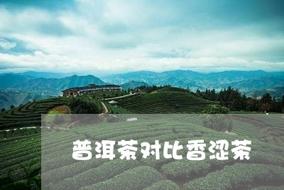 普洱茶对比香涩茶/2023031693616