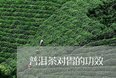 普洱茶对胃的功效/2023041404067