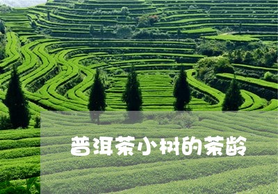 普洱茶小树的茶龄/2023041106260