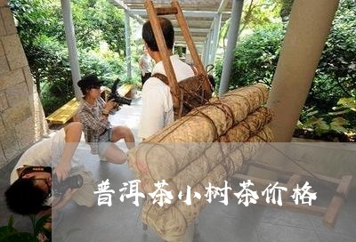 普洱茶小树茶价格/2023041259592