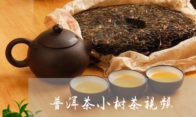 普洱茶小树茶视频/2023041250616