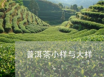 普洱茶小样与大样/2023041009605