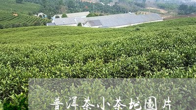 普洱茶小茶坨图片/2023031640702