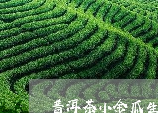 普洱茶小金瓜生茶/2023041177151