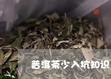 普洱茶少入坑知识/2023040193846