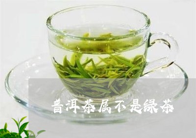 普洱茶属不是绿茶/2023031728381