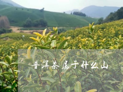 普洱茶属于什么山/2023041045036