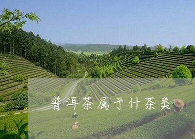 普洱茶属于什茶类/2023031637380