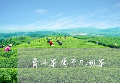 普洱茶属于几级茶/2023031725148