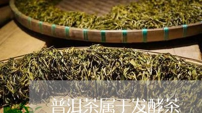 普洱茶属于发酵茶/2023031795038